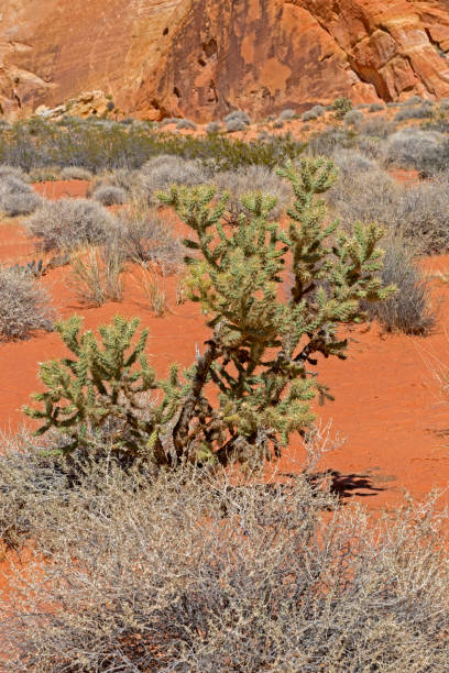 istock Valley of Fire State Park, Nevada, USA 1194273075