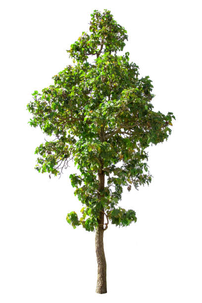 istock isolated big tree on White Background. Large trees database Botanical garden organization elements of Asian nature in Thailand, 1194273154