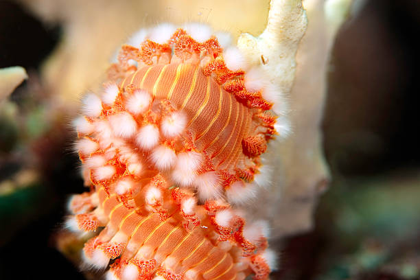 Fireworm Larvae 360+ Fireworm Photos Stock Photos, Pictures & Royalty-Free Images - iStock