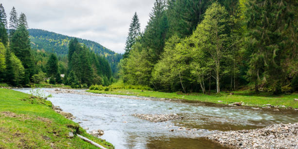 istock mountain river in the forest 1194275250