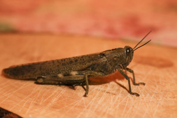 istock Close-up of a grasshopper 1194275786