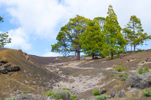 istock Teide, Tenerife, Spain 1194277760