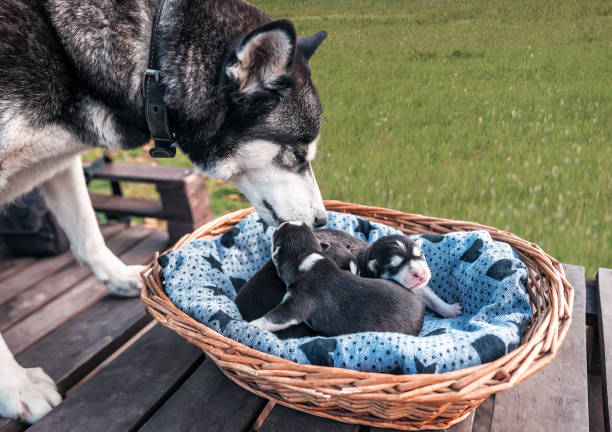purebred husky with puppies