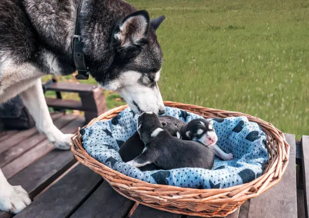 Photo of purebred husky with puppies