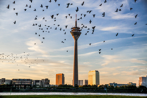 Dusseldorf, NRW, Germany: October 19, 2013 - TV Tower and birds in the morning