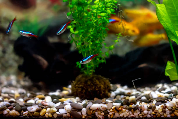 istock Blue neons - tropical aquarium fish in a home decorative aquarium 1194278618