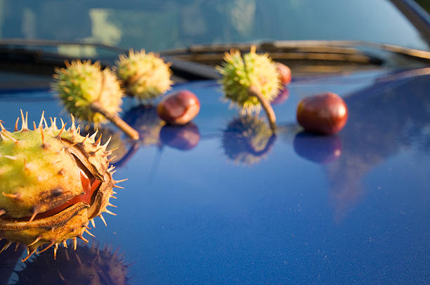 chestnuts in the autumn on the blue hood