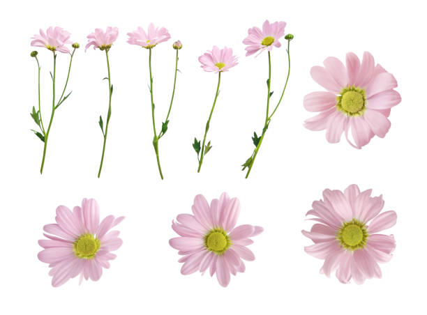 istock Pink daisy flowers heads and stems 1194281783