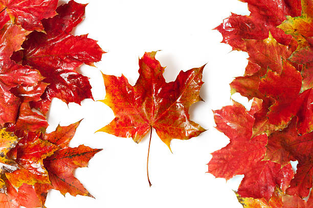 istock Flag of Canada 119428222