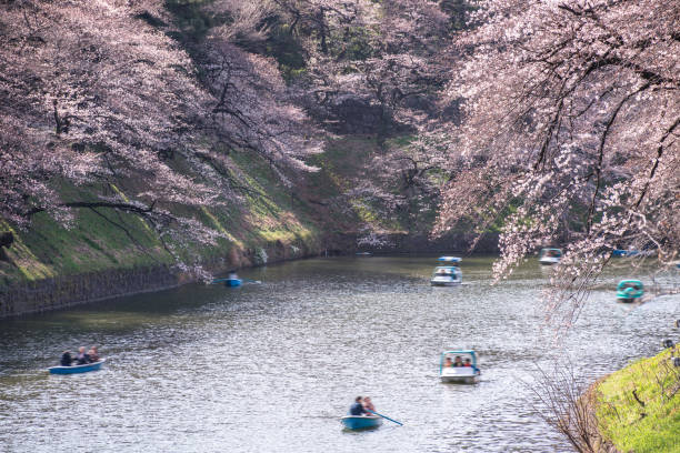 istock Visitors enjoying the scenario surrounded cherry blossoms (sakura) on a rental boat ride. 1194282548