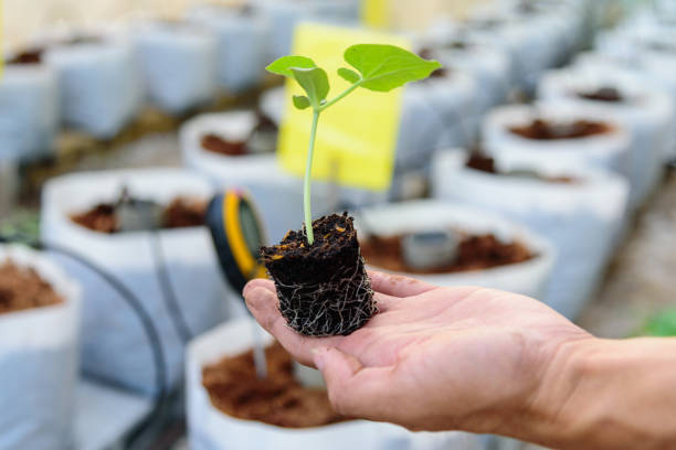 istock The man hold the sapling for plant 1194282793