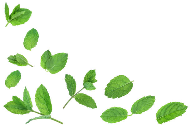 istock fresh green mint leaves isolated on white background, top view. Flat lay. With copy space for your text 1194283125
