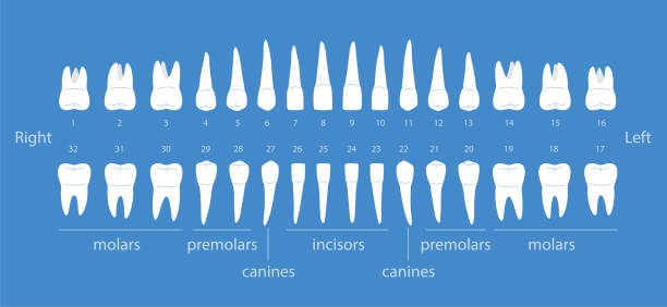 das diagramm der menschlichen zähne, vektor-illustration - hundeartige stock-grafiken, -clipart, -cartoons und -symbole