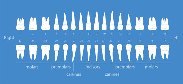 диаграмма человеческих зубов, векторная иллюстрация - premolar stock illustrations