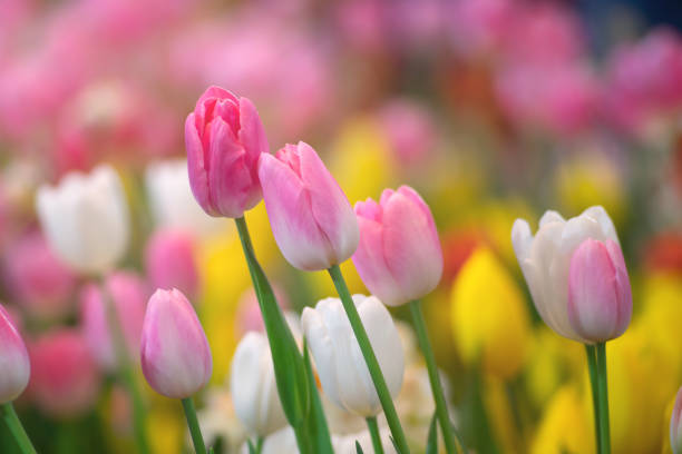 istock tulips flowers against sunlight as floral background 1194285559