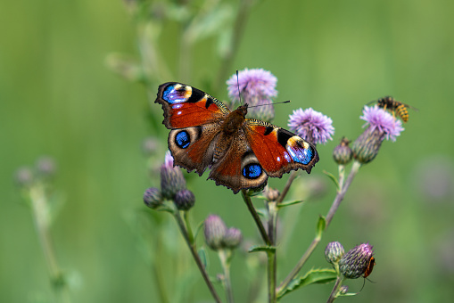 Beautiful close up of a peacock butterfly. Inachis io. With its wings spread, sitting on a thistel flower with other insects. With green background and summer sunlight