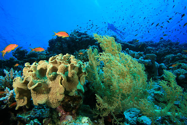 Recife de Coral e de mergulhador - fotografia de stock