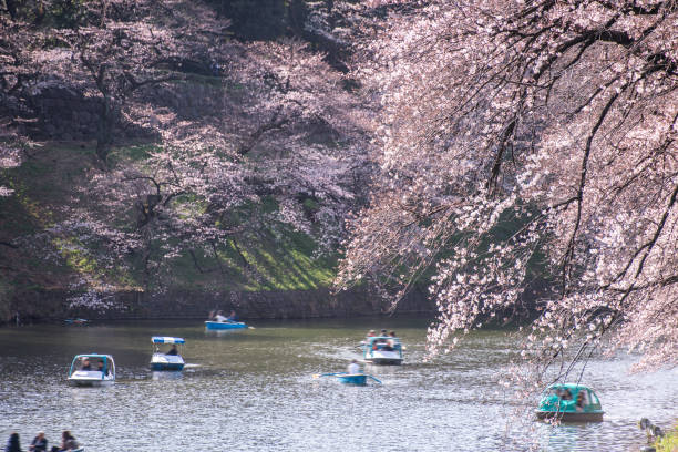 istock Visitors enjoying the scenario surrounded cherry blossoms (sakura) on a rental boat ride. 1194285975