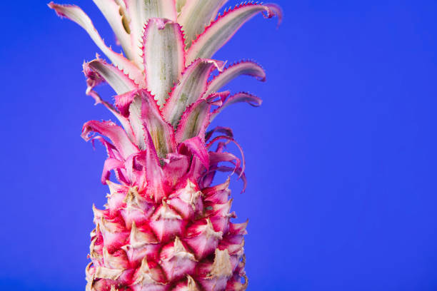 A pineapple that is still green and small, with many thorns.