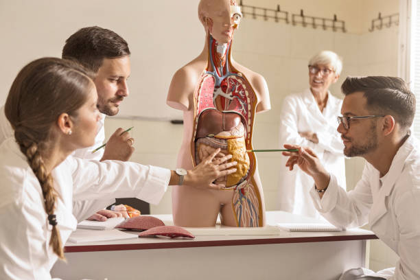 istock Students of medicine learning anatomy 1194287964