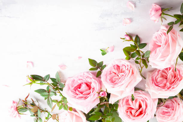 istock Beautiful fresh roses flowers 1194288772