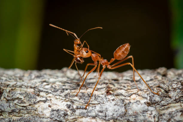 istock Image of red ant(Oecophylla smaragdina) on tree. Insect. Animal. 1194289011