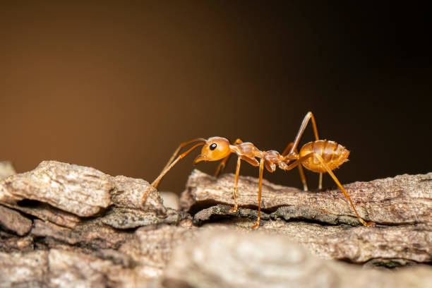 istock Image of red ant(Oecophylla smaragdina) on tree. Insect. Animal. 1194289035