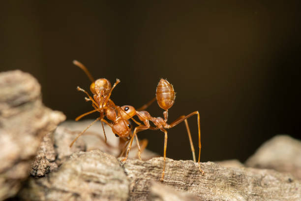 istock Image of red ant(Oecophylla smaragdina) on tree. Insect. Animal. 1194289046