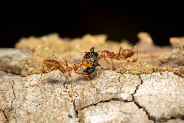 istock Image of red ant(Oecophylla smaragdina) on tree. Insect. Animal. 1194289059