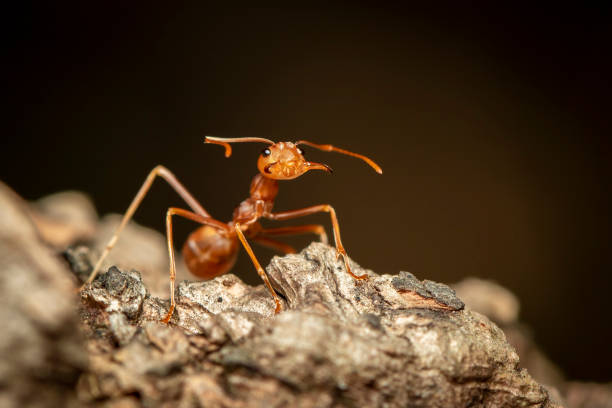 istock Image of red ant(Oecophylla smaragdina) on tree. Insect. Animal. 1194289063