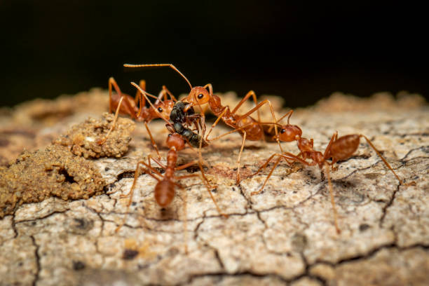 istock Image of red ant(Oecophylla smaragdina) on tree. Insect. Animal. 1194289070