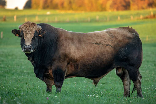 Beautiful impressive bull, with horns in a green meadow by sunset in the Jura, France.