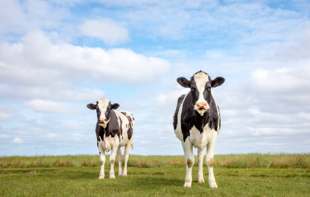 istock Two black and white cows standing in a pasture under a blue sky and a straight horizon. 1194290627