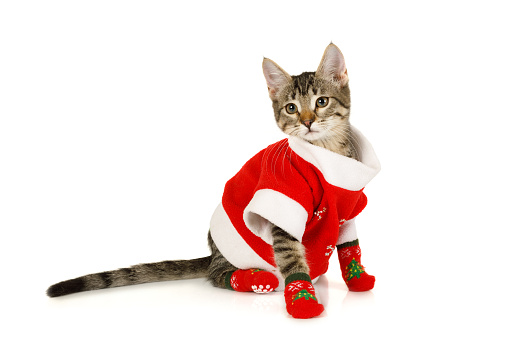 Cute grey kitten dressed in a Santa Claus costume sitting on a white background