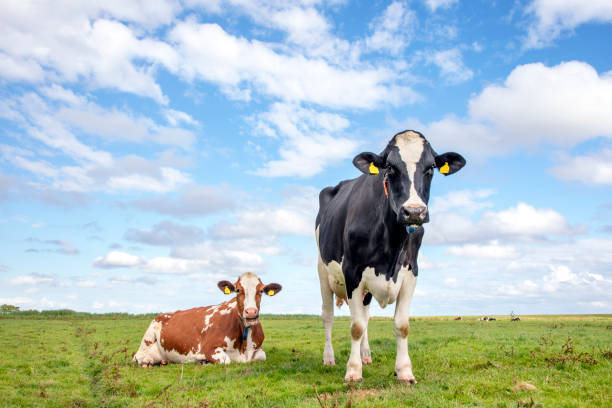 istock Two cows together in a meadow. 1194290929