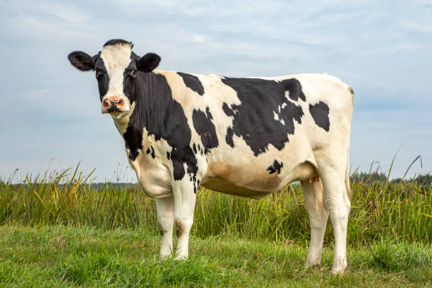 オランダの牧草地の黒と白の牛、フリージアンホルシュタインと青空。 - 若い雌牛 ストックフォトと画像