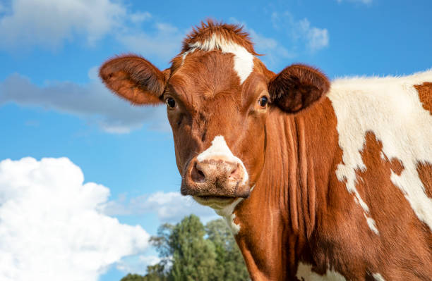 istock Close up of red and white dairy cow looking straight forward. 1194292116