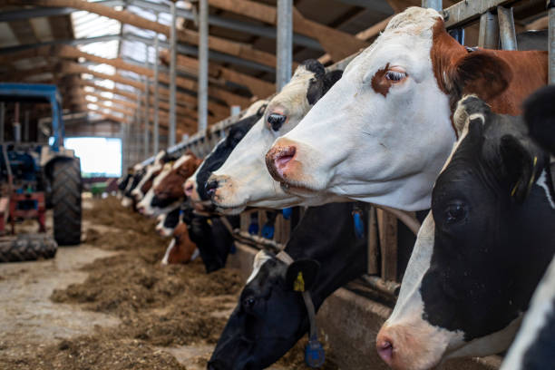 istock Heads of cows in a row in a barn during feeding time 1194292313