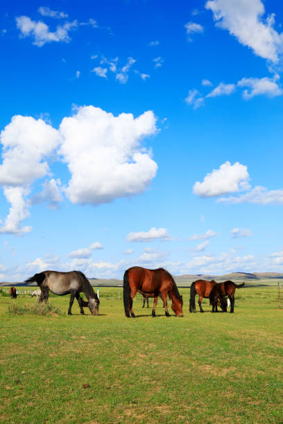 istock The horses in the grasslands 1194292832