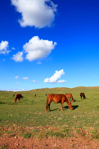 istock The horses in the grasslands 1194292844