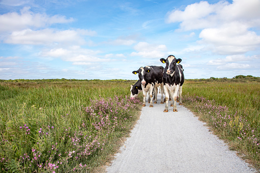 Vacas caminando hacia un camino de grava en las marismas de Schiermonnikoog. photo