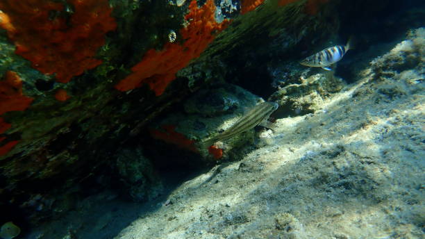 istock The East Atlantic peacock wrasse (Symphodus tinca) 1194295299