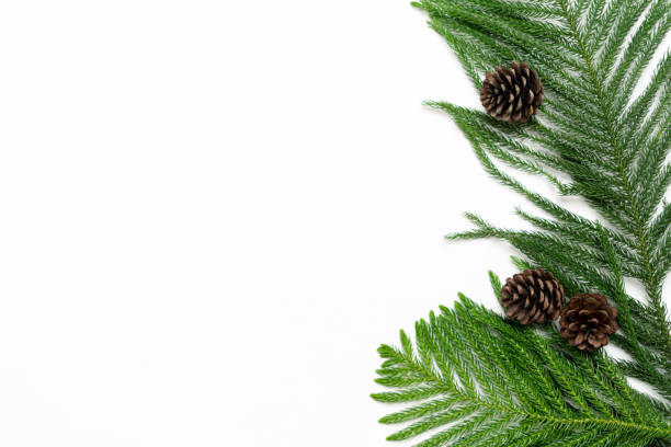 istock Christmas - Pine cones and branches  White background 1194296308