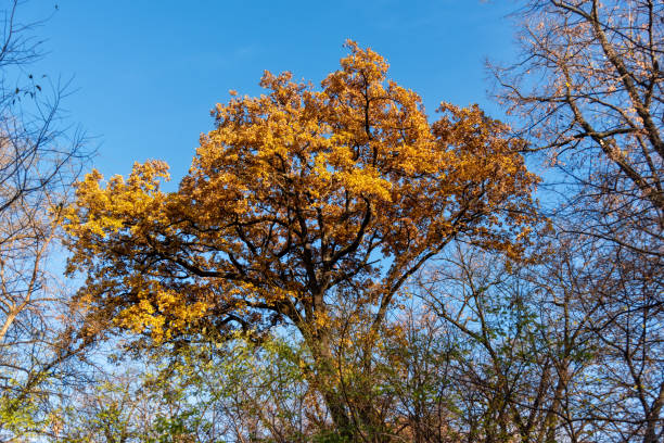 Photo of Autumn yellow leaf on tree
