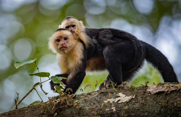 istock White Faced Capuchin Monkey in Costa Rica 1194300135