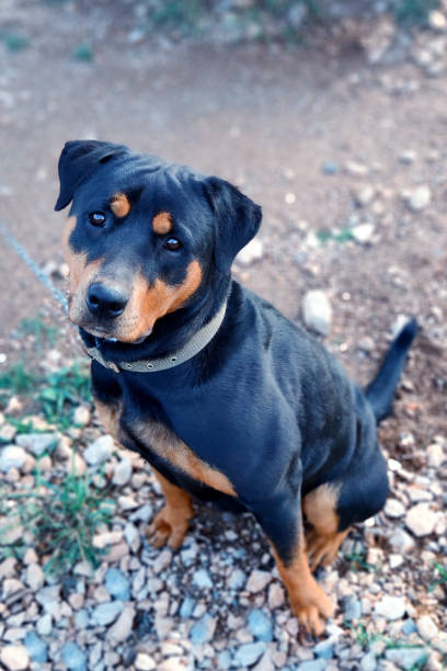 istock Black dog 