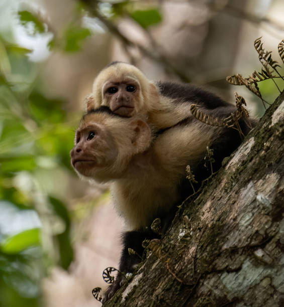 istock White Faced Capuchin Monkey in Costa Rica 1194300734