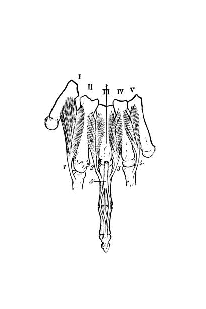 ilustraciones, imágenes clip art, dibujos animados e iconos de stock de vista de los músculos dorsales interosseosos de la mano - dorsal interosseous muscle