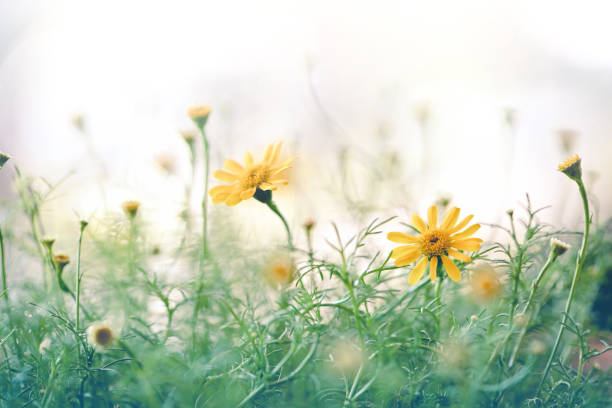 istock Yellow wildflowers close-up on white blurred background 1194305164