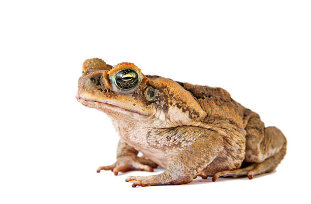 オオヒキガエル（bufo marinus ）のクローズアップ、絶縁、ホワイト - cane toad toad wildlife nature ストックフォトと画像